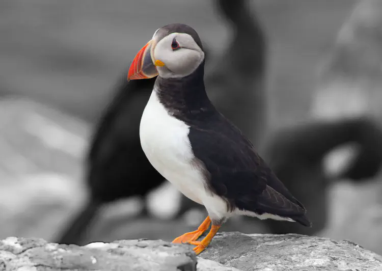 Puffin Rock